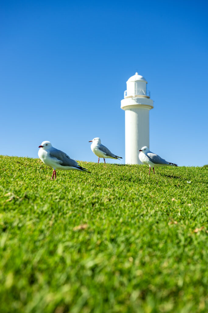Things To Do In Wollongong This Weekend