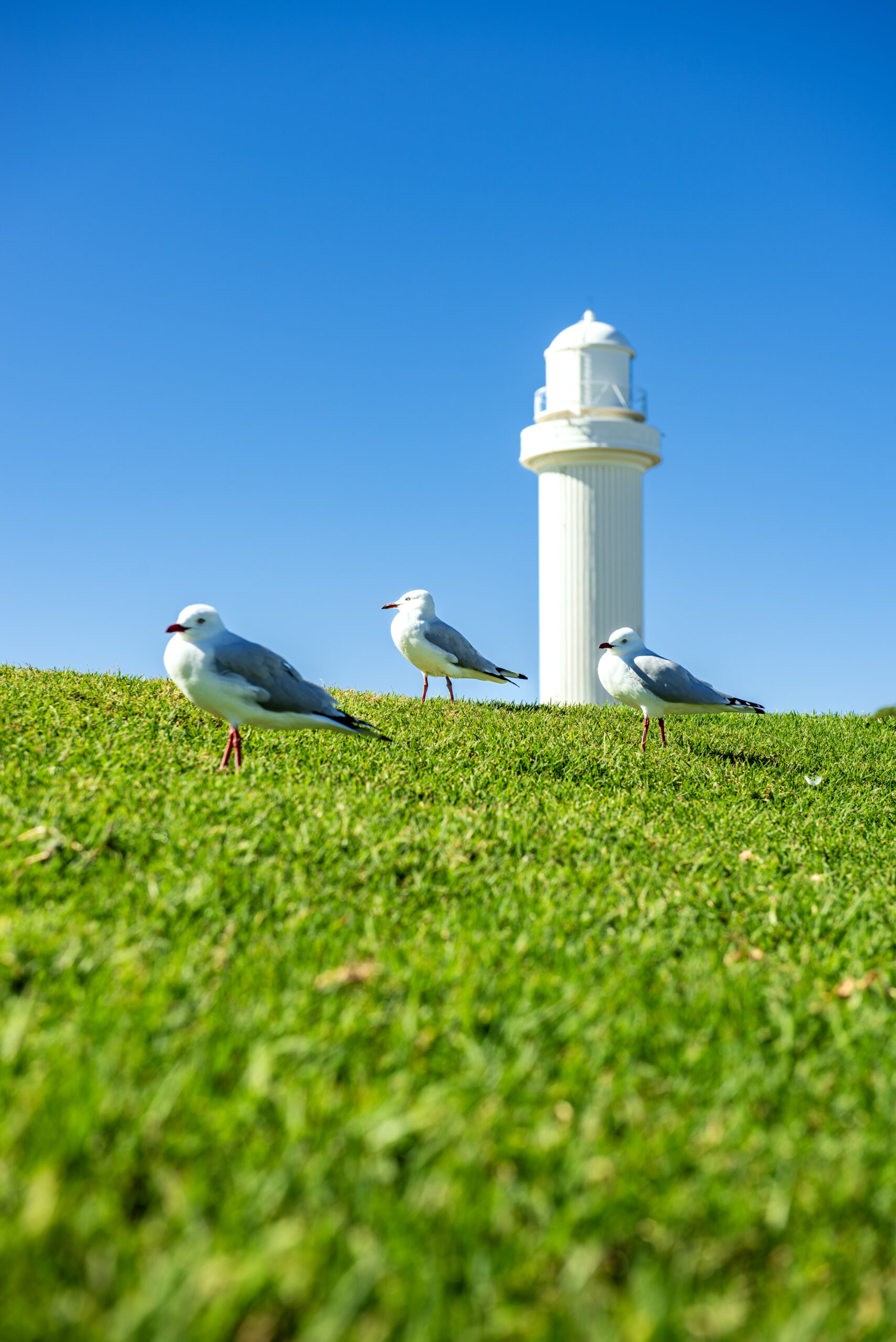 Things To Do In Wollongong This Weekend
